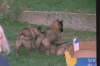 3Welpen