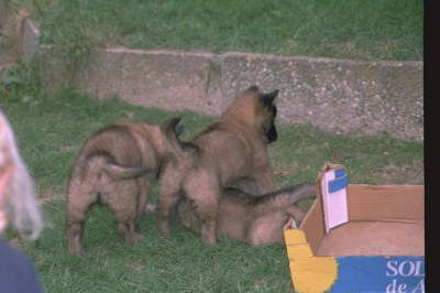 3Welpen