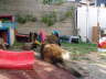 F-WG29052005061